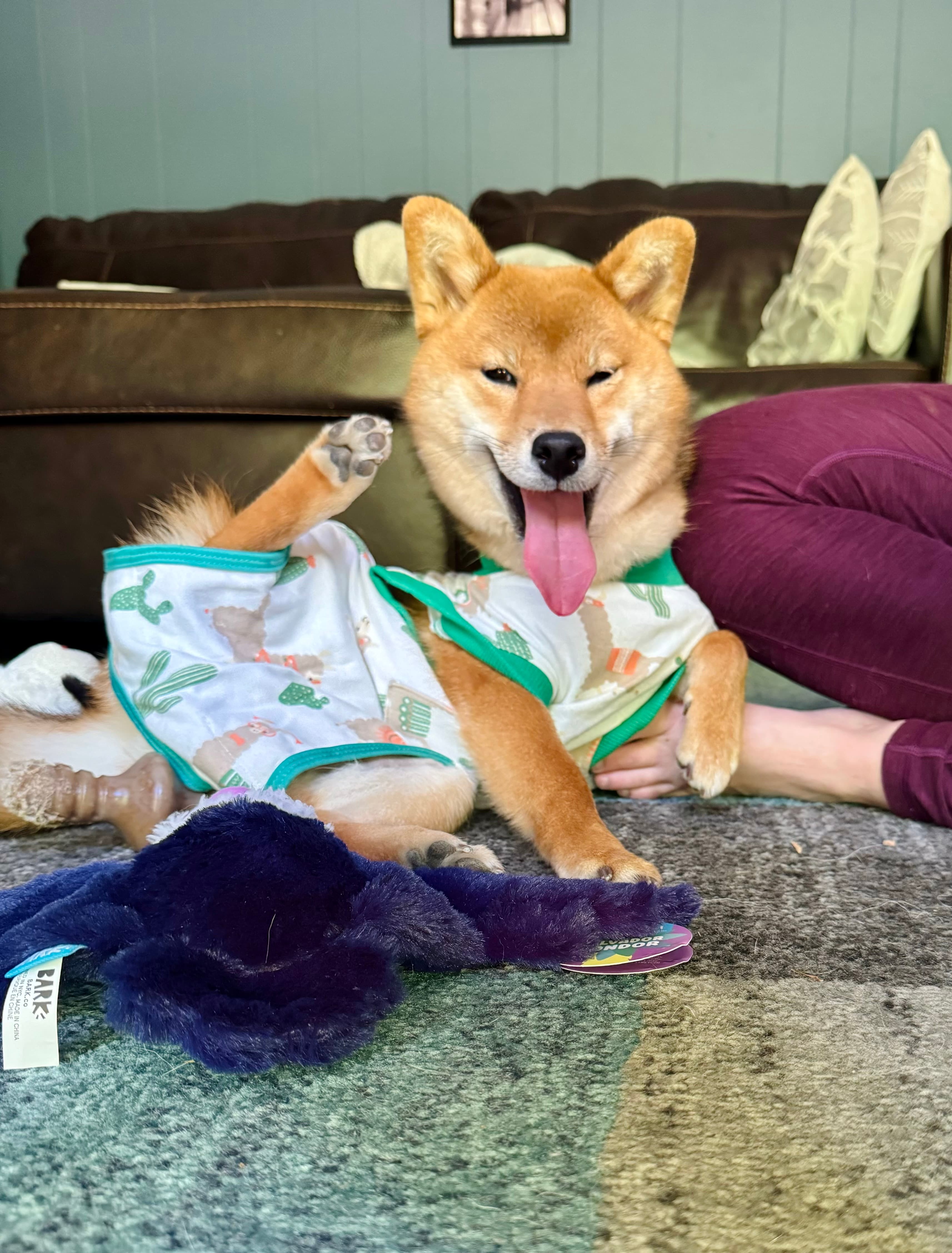 When to Spay or Neuter: A Conversation With Your Vet